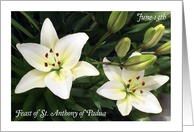 Feast of St. Anthony of Padua, white lilies card