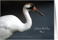Bird Day, May 4, Whooping Crane card