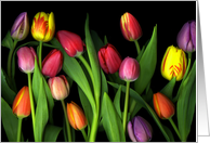 Thinking of you - Vibrant Colorful Spring Tulips on Black Background card