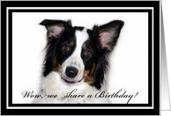 Australian Shepherd Happy Birthday Share card