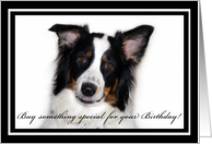 Australian Shepherd Happy Birthday Money Gift card