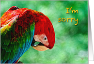 I’m Sorry Parrot Macaw Bird For Anyone card