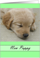 New Arrival Puppy card