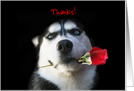 Customizable Husky Dog and Rose Thank You Card