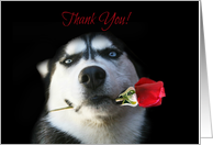 Business Thank You for your Order, Appreciation Cute Dog and Flower card