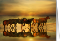 Horses on the Beach During Sunset Blank Note card