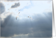 seagulls cloud divorce card