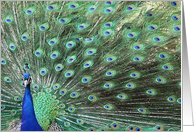 Beautiful Peacock with Feathers Hello Card