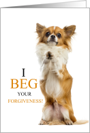I’m Sorry Long Haired Chihuahua Dog with Funny Sentiment card