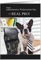 Funny Administrative Professionals Day Boston Terrier Dog card