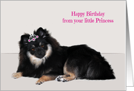 Birthday to Dad from Daughter with a Little Princess Pomeranian card