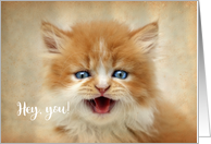 Cute Ginger Persian Kitten Missing You card