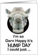 Hump Day Funny Camel Just Spit card
