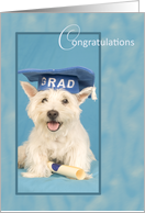 West Highland Terrier Dog Congratulations Graduate card