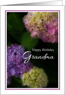 Happy Birthday Grandma, Pretty Hydrangia Card