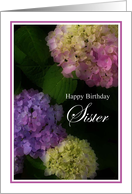 Happy Birthday Sister, Pretty Hydrangia Card