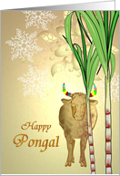 Pongal Indian harvest festival, sugar cane oxen and kolam card