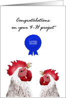 Congratulations on 4-H Project Success Happy Chickens card