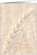 Sympathy You Are in Our Thoughts and Prayers Wheat card