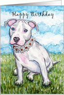 White Daisy Pit Bull Terrier Puppy Dog Happy Birthday card