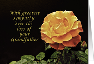 Sorry, for the Loss of Your Grandfather, yellow orange rose card