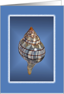 Seashell collection, blank Card