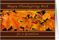Happy Thanksgiving Wishes for a Grandson, Maple Leaves card