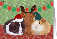 Cute Guinea Pig Christmas Card