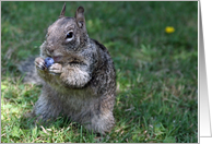 Lunch Invite With Cute Squirrel Eating a Blueberry card