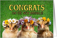 New Pet Chickens Congrats card