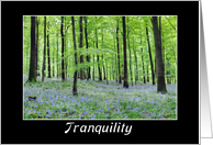 Sympathy-Tranquility-Bluebells in the Woods card