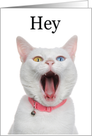 Hey Where Have You Been I Miss You Funny White Cat card