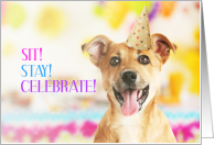Sit Stay Celebrate Dog Themed Birthday card