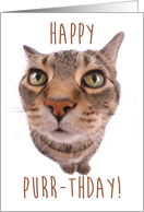 Tabby Cat Wishing Happy Purr-thday card