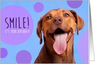 Happy Birthday Pit Bull Dog Smile card