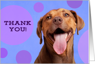 Thank You Funny Pit Bull card