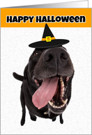 Happy Halloween Cute Dog in Witch Hat Humor card