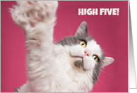 High Five Congratulations Funny Cat card