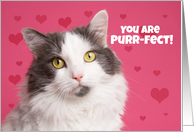 Happy Valentine’s Day Cute Cat with Hearts card