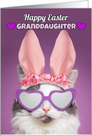 Happy Easter Granddaughter Cat in Bunny Ears Humor card