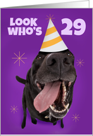 Happy 29th Birthday Funny Dog in Party Hat Humor card