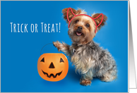 Happy Halloween For Anyone Yorkshire Terrier Humor card