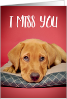 I Miss You Cute Labrador Puppy Dog With Sad Eyes card