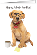 Happy Administrative Professional Day Cute Labrador Puppy Humor card