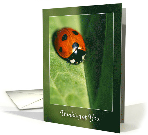 Thinking of You For Anyone Lady Bug Photograph card (1774942)