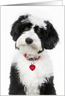 Valentine’s Day Doodle Puppy With Red Heart Dog Tag card