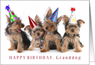 Happy Birthday Granddog With Yorkie Puppy Party Photo card