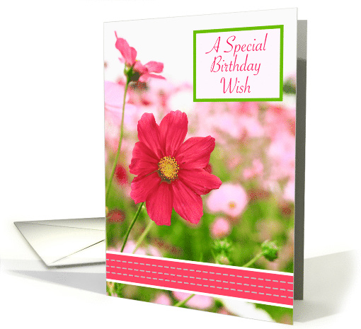Birthday for Anyone, Field of Pink Cosmos Flowers card (1829420)