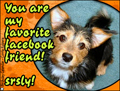 facebook vriend,puppy,dog,doggy,friend,best friend,pall,mate,