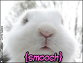 smooch,hugs,kisses,bunny,cute,sweet,rabbit,